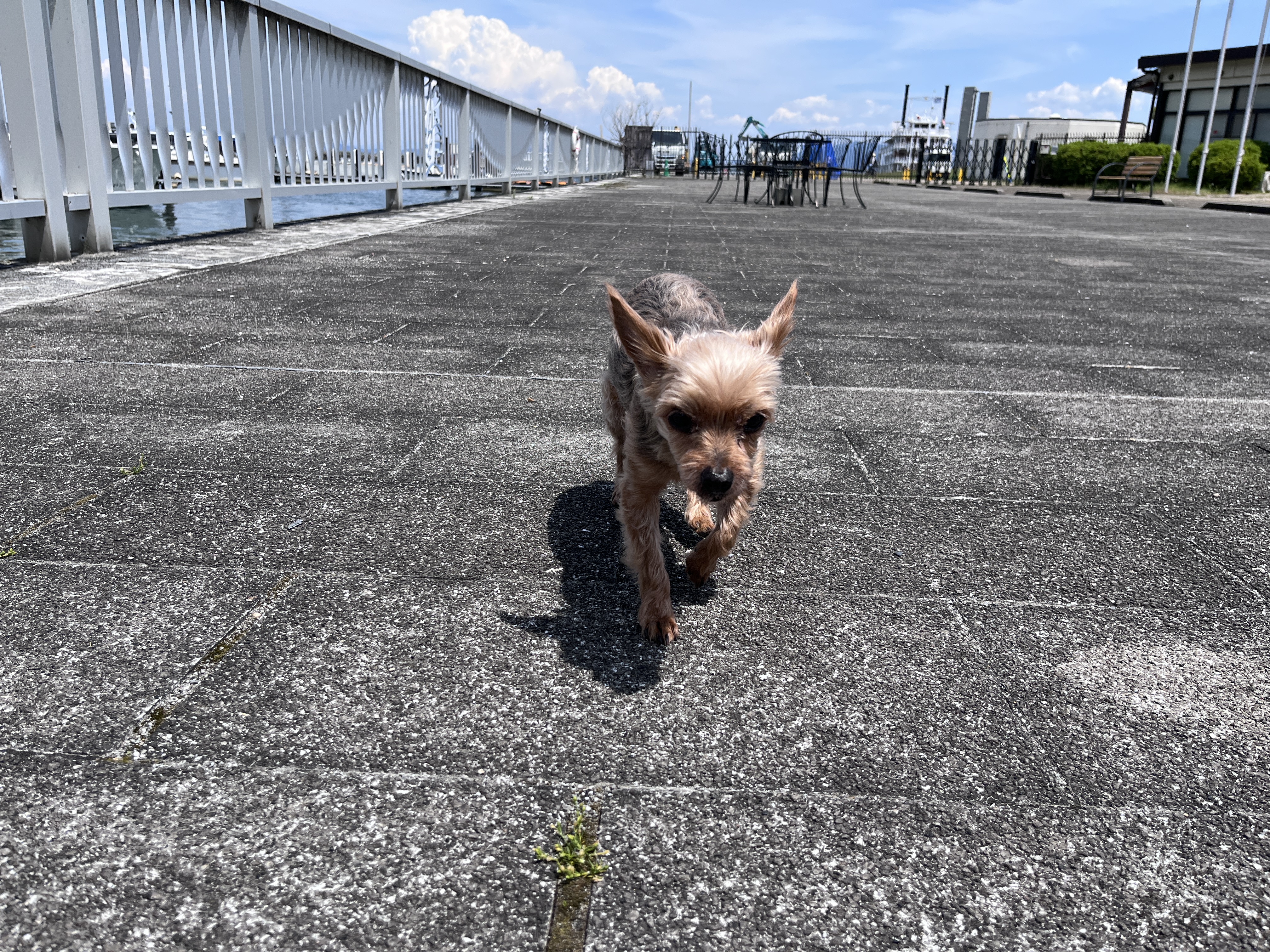 よもぎ
